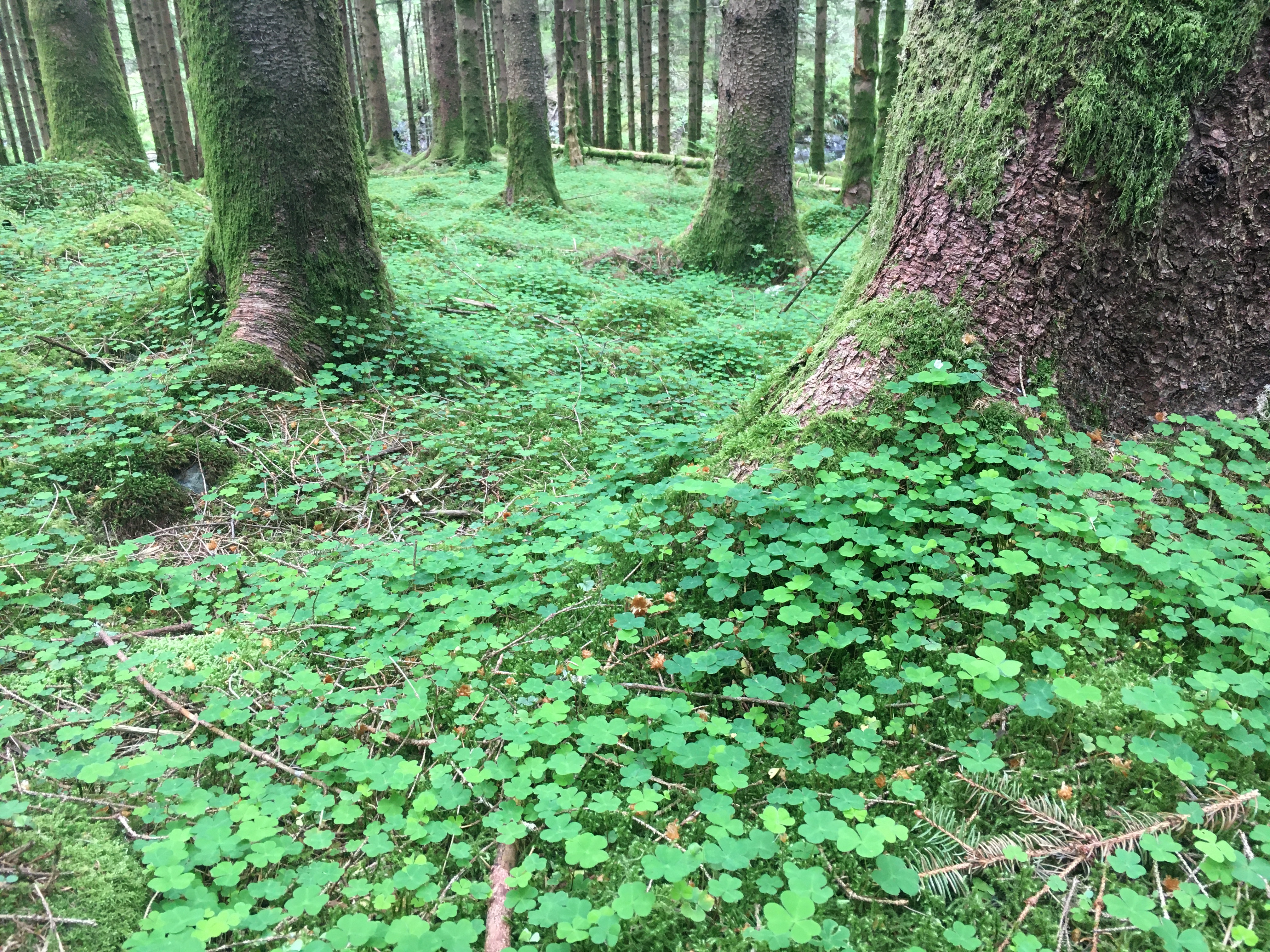 A field of clovers in West-Norway