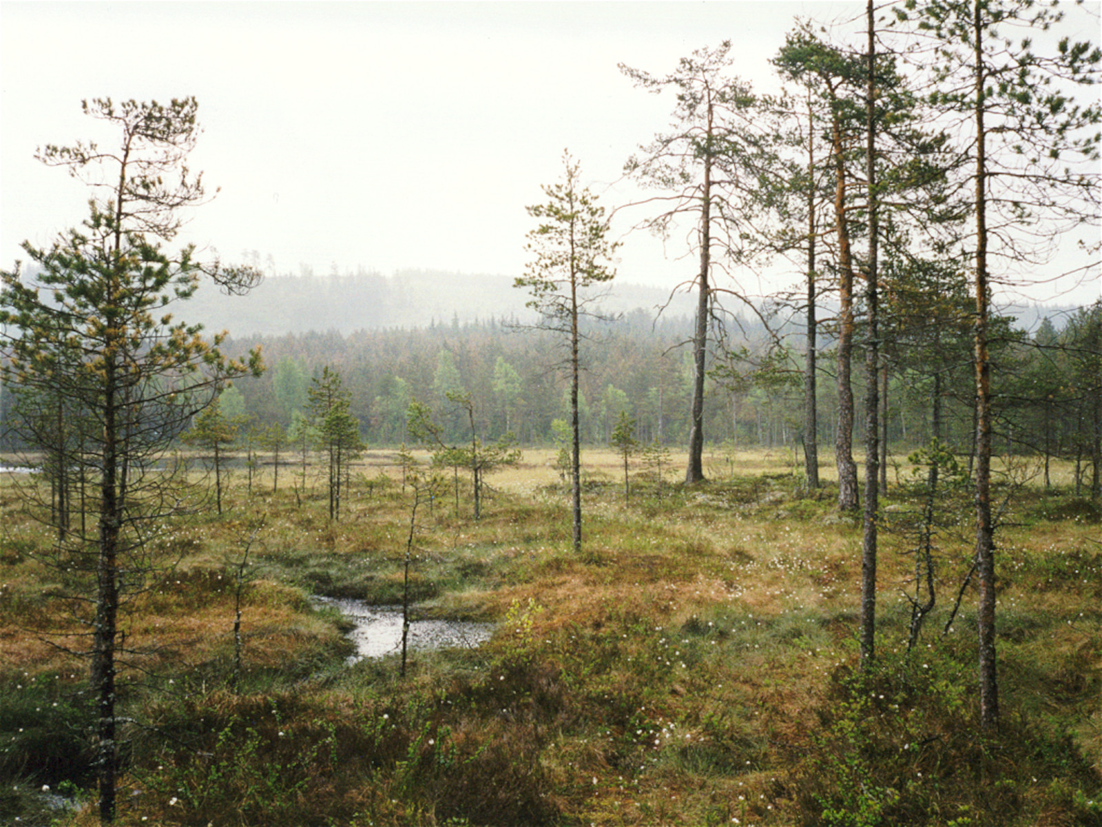 A marsh in Sweden