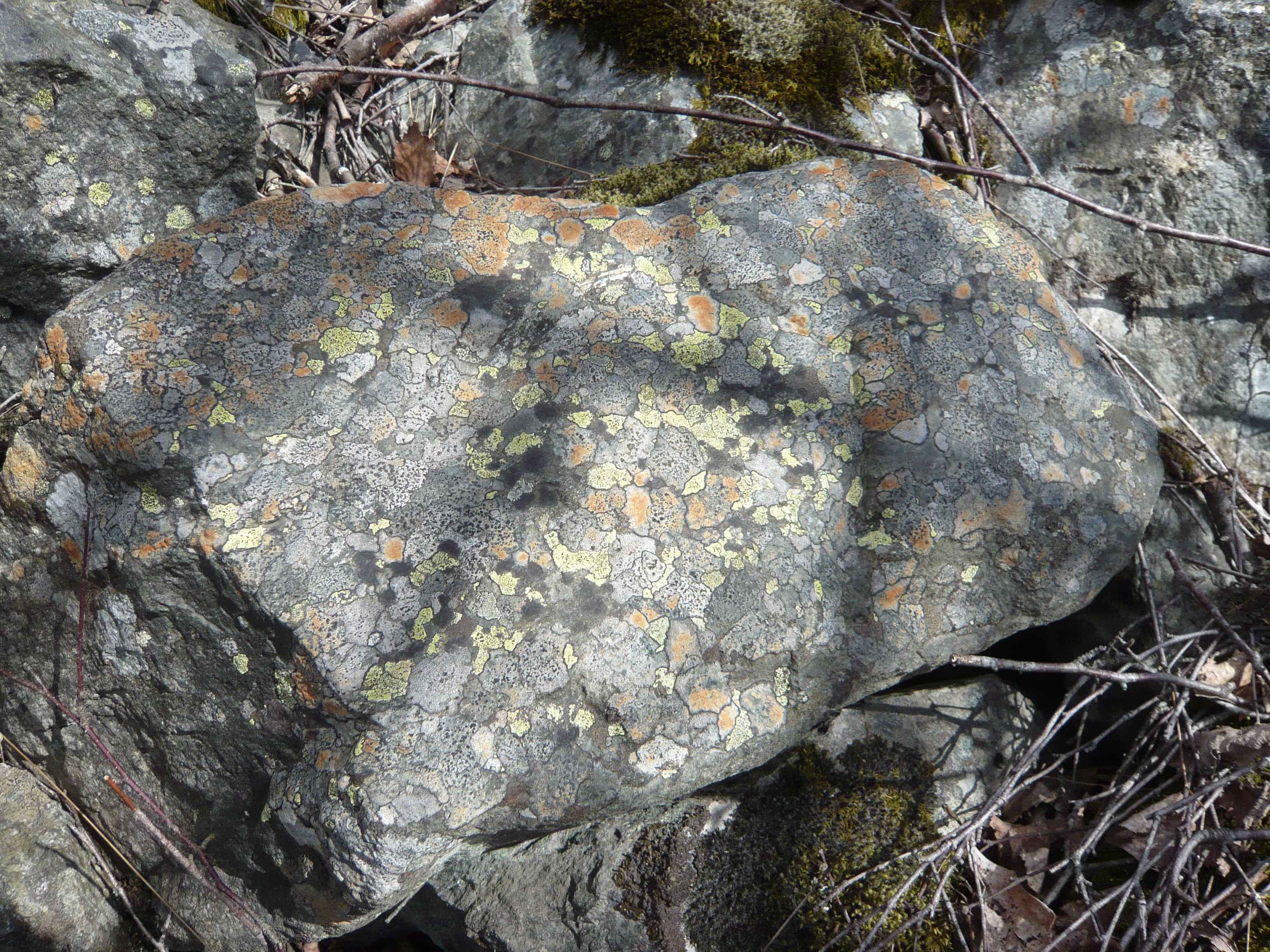 A rock covered with lichens in the mountains of Norway